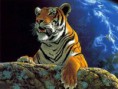 /album/wallpapers-animals/wallpaper-animal-jpg/