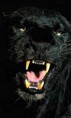 /album/wallpapers-para-andorid-ect/pantera-hd-fondos-celulares-smartphone-jpg/